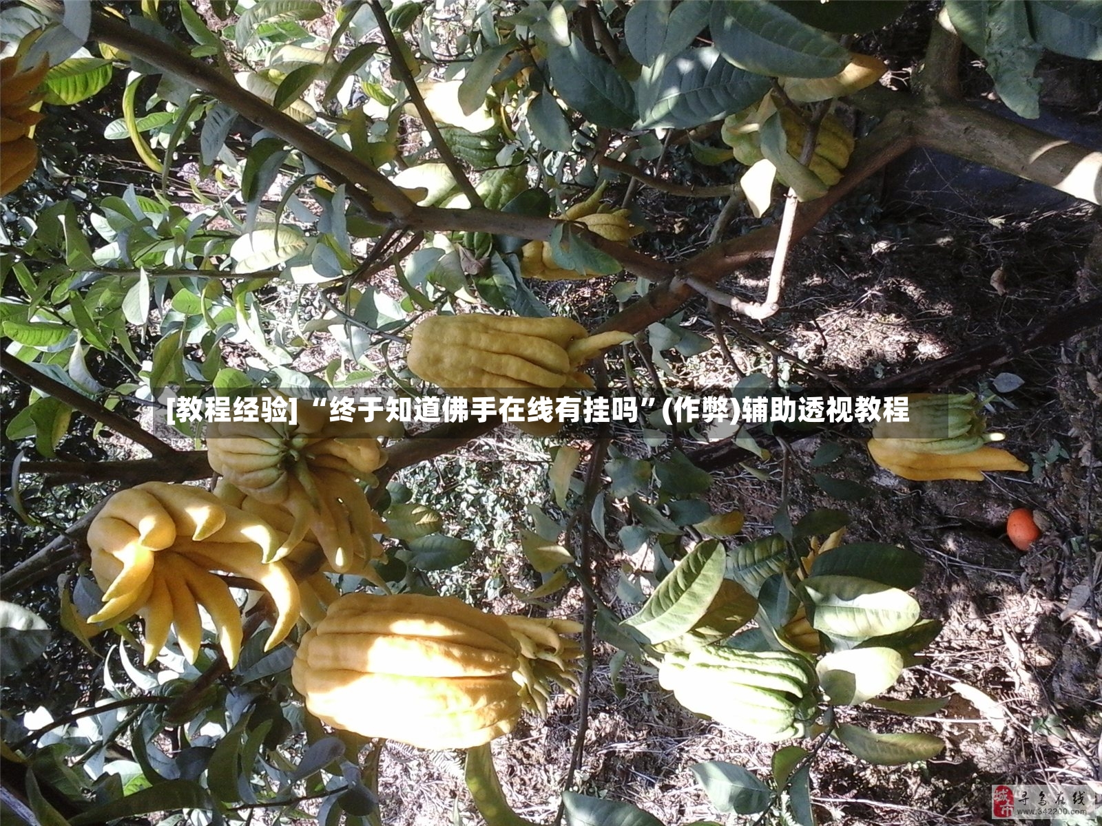 [教程经验] “终于知道佛手在线有挂吗”(作弊)辅助透视教程-第2张图片