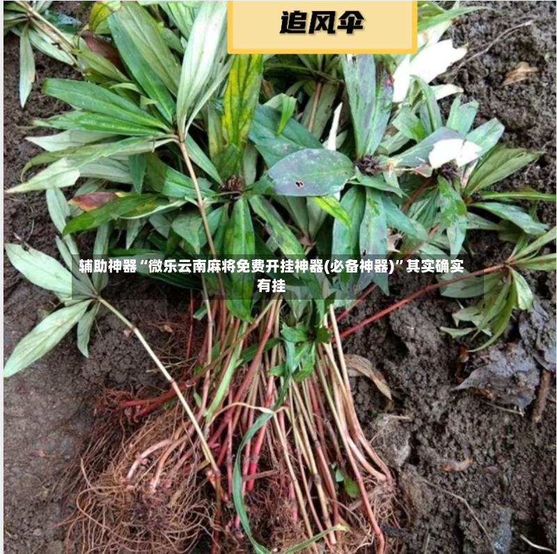 辅助神器“微乐云南麻将免费开挂神器(必备神器)”其实确实有挂