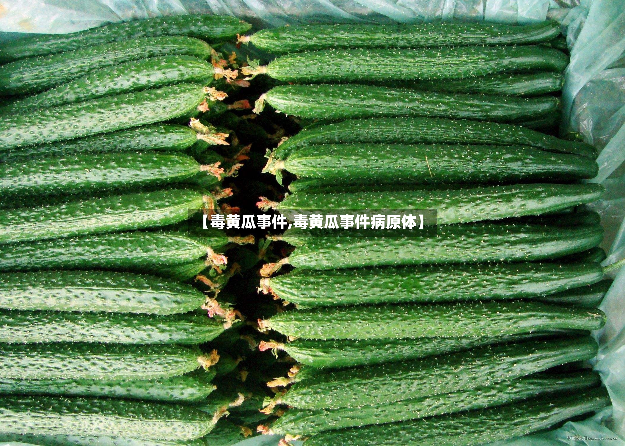 【毒黄瓜事件,毒黄瓜事件病原体】-第2张图片